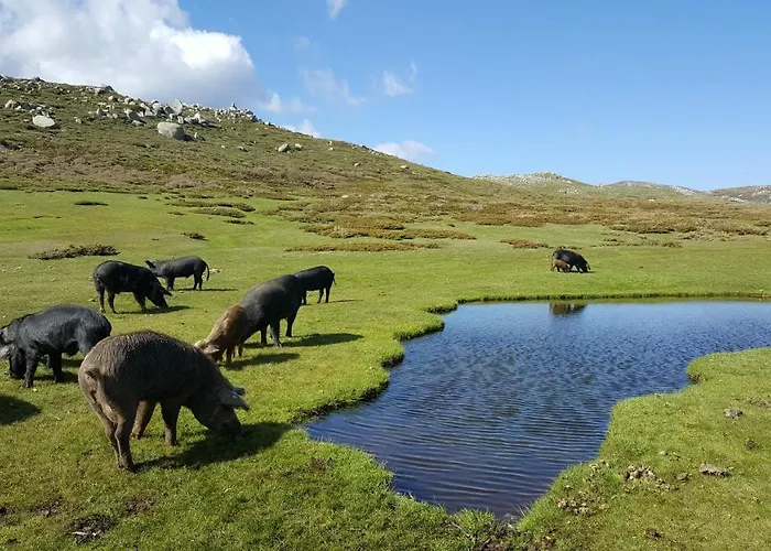 Bed & Breakfast U San Larenzu 3*