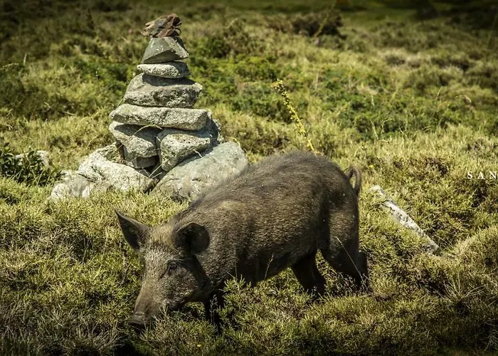 Couette-café U San Larenzu